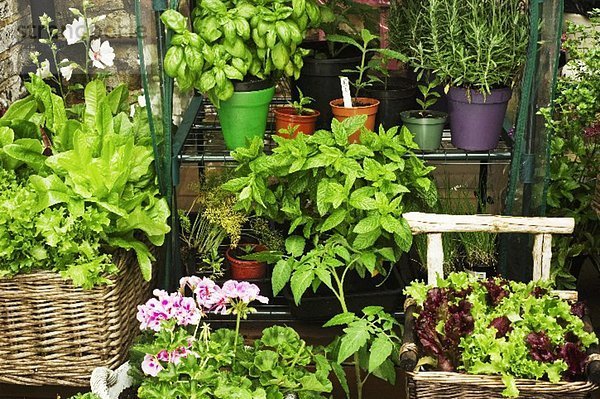 Verschiedene Kräuter  Salatsorten und Blumen in Töpfen im Garten