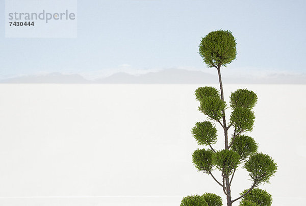 Baum mit weißer Sandwüste im Hintergrund