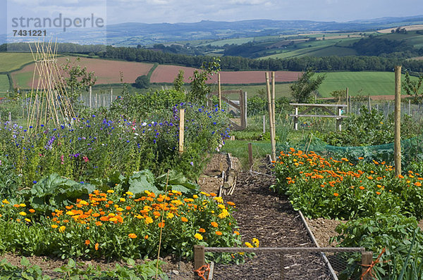 Blumen wachsen im ländlichen Garten mit Blick auf die Landschaft