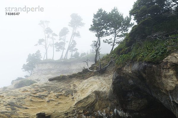 Felsbrocken  Küste  Anordnung  Nebel