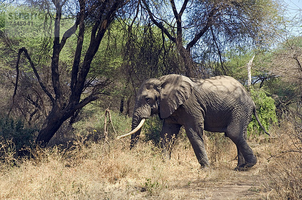 Afrikanischer Elefant  Loxodonta africana  Manyara Nationalpark  Tansania  Afrika