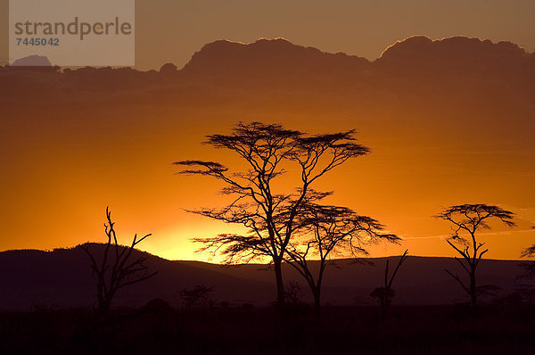 Sonnenuntergang  Serengeti Nationalpark  Tansania  Afrika