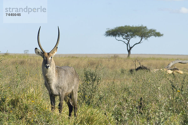 Wasserbock  Kobus ellipsiprymnus  im Serengeti Nationalpark  Tansania  Afrika