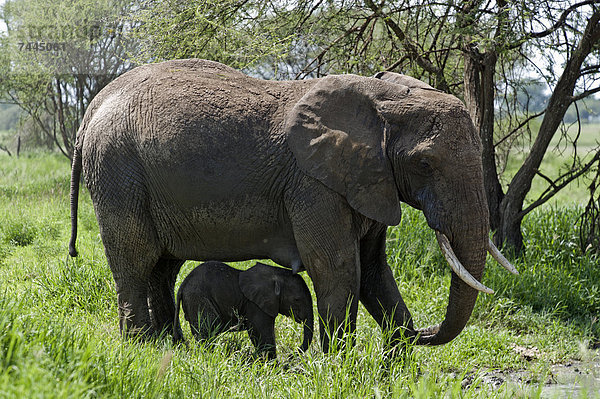 Afrikanischer Elefant mit Jungtier  Loxodonta africana  Tarangire-Nationalpark  Tansania  Afrika