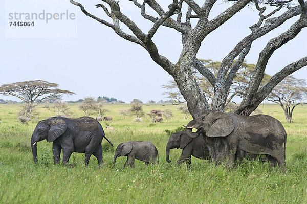 Elefantenherde  Loxodonta africana  Serengeti Nationalpark  Tansania  Afrika