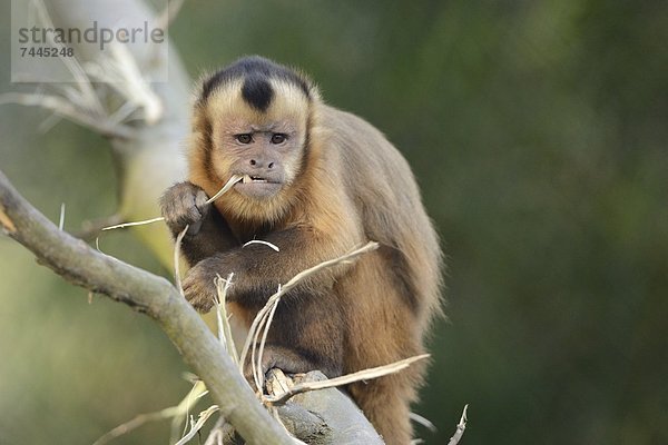 Haubenkapuziner (Cebus apella) im Zoo Augbsurg  Deutschland