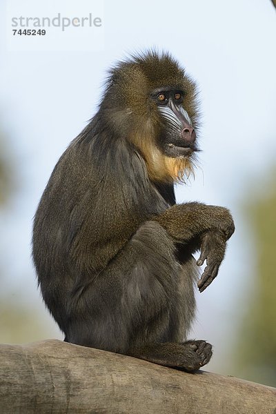 Mandrill (Mandrillus sphinx) im Zoo Augbsurg  Deutschland