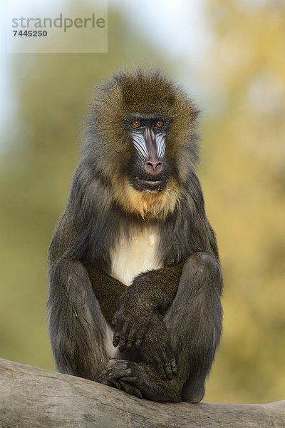 Mandrill (Mandrillus sphinx) im Zoo Augbsurg  Deutschland