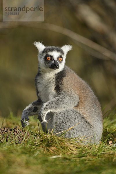 Katta (Lemur catta) im Zoo Augbsurg  Deutschland