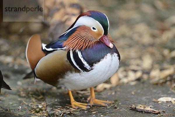 Mandarinente (Aix galericulata) im Zoo Augbsurg  Deutschland