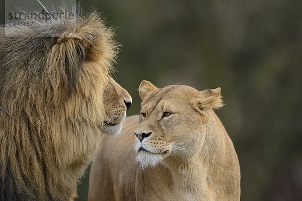 Löwenpaar (Panthera leo) im Zoo Augbsurg  Deutschland