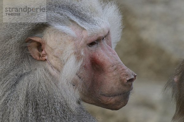 Mantelpavian (Papio hamadryas) im Zoo Augbsurg  Deutschland