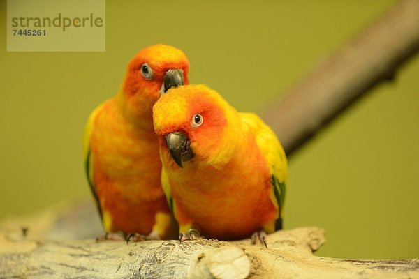 Zwei Sonnensittiche (Aratinga solstitialis) im Zoo Augbsurg  Deutschland