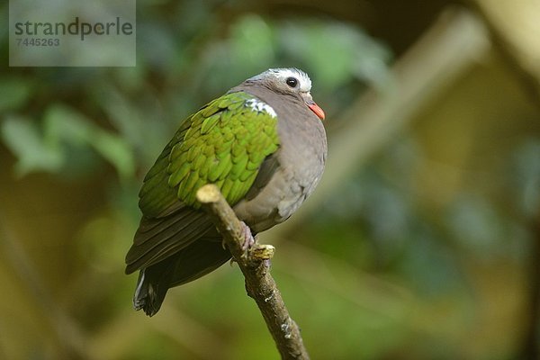 Grünflügeltaube (Chalcophaps indica) im Zoo Augbsurg  Deutschland