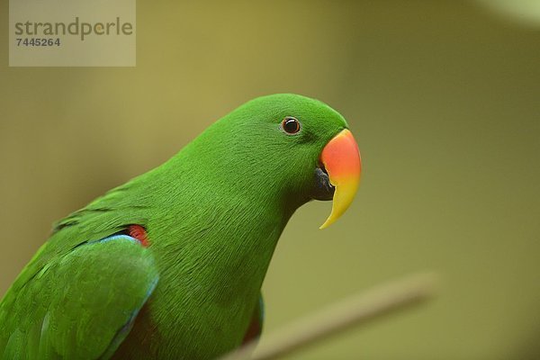 Edelpapagei (Eclectus roratus) im Zoo Augbsurg  Deutschland