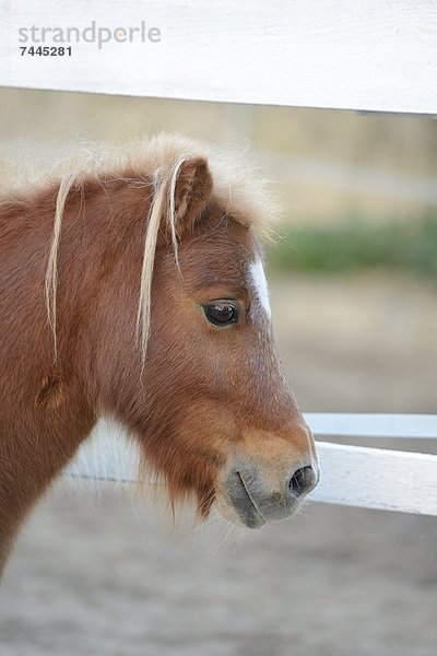 Shetlandpony  Portrait