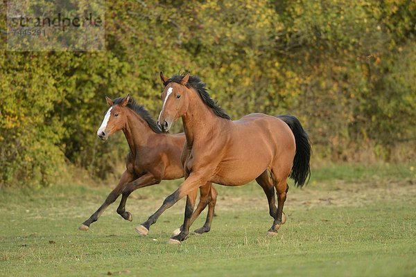 Zwei Pferde rennen auf einer Wiese