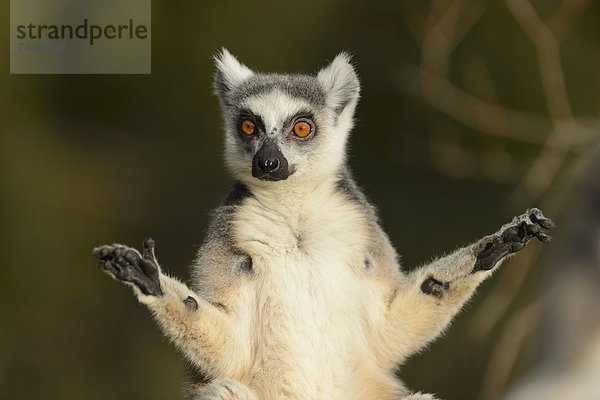 Katta (Lemur catta) im Zoo Augbsurg  Deutschland