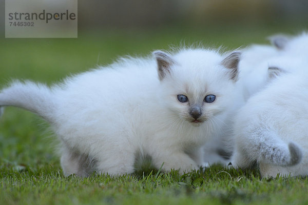 Junge Birma-Katzen auf dem Rasen