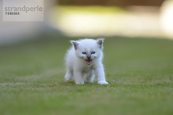 Junge Birma-Katze auf dem Rasen miaut