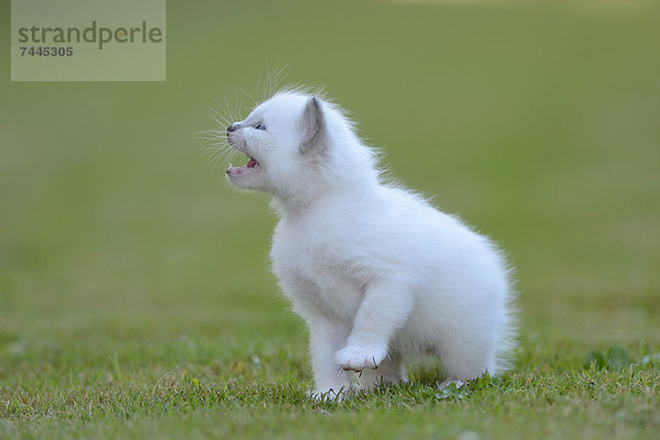 Junge Birma-Katze auf dem Rasen miaut