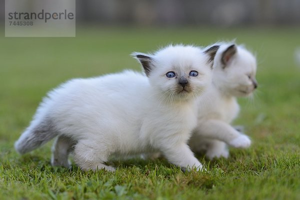 Zwei junge Birma-Katzen auf dem Rasen