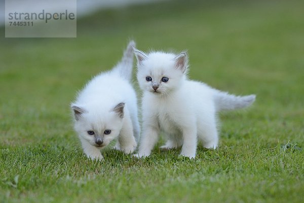 Zwei junge Birma-Katzen auf dem Rasen