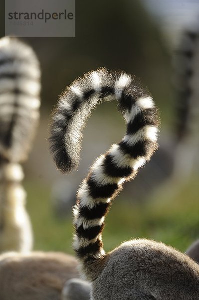 Schwänze von Kattas (Lemur catta) im Zoo Augbsurg  Deutschland