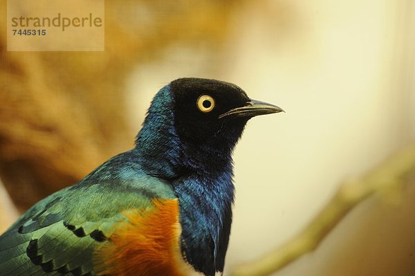 Dreifarben-Glanzstar (Lamprotornis superbus) im Zoo Augbsurg  Deutschland