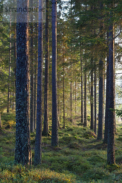 Bäume und Moos  Lilla Edet  Schweden