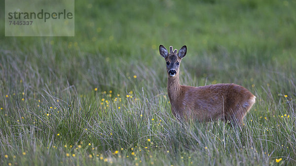 Rehbock auf einer Wiese  Lilla Edet  Schweden