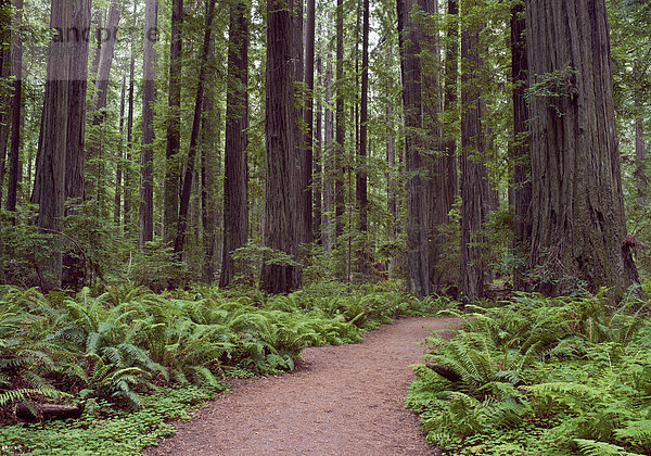 Waldweg  Farne  Redwood-Bäume