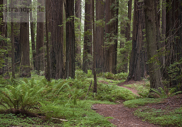 Waldweg  Farne  Redwood-Bäume