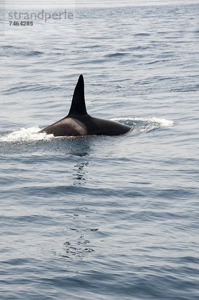 Schwertwal  Orcinus orca  Europa  Gibraltar  Wal
