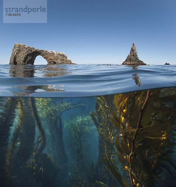 Vereinigte Staaten von Amerika  USA  Fotografie  Unterwasseraufnahme  Brücke  Nordamerika  Kalifornien  Seetang