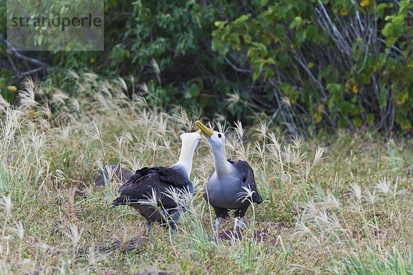 zeigen  winken  balzen  UNESCO-Welterbe  Albatros  Ecuador  Galapagosinseln  Südamerika