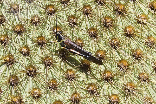 Feigenkaktus  streichen  streicht  streichend  anstreichen  anstreichend  Heuschrecke  Naturvolk  Santa Cruz Island Galapagos  Kaktus  Ecuador  Galapagosinseln  Santa-Cruz-Inseln  Südamerika
