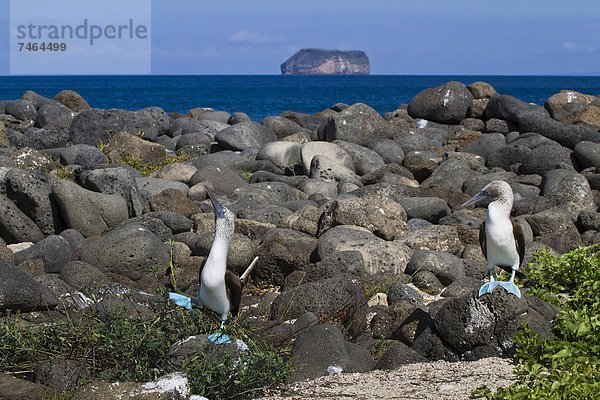 UNESCO-Welterbe  Ecuador  Galapagosinseln  North Seymour Island  Südamerika