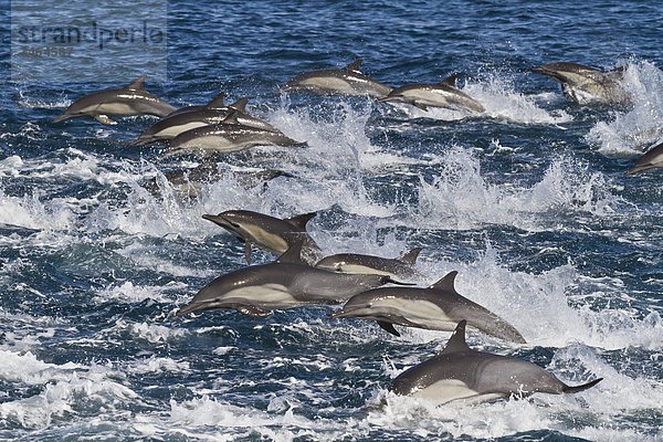 Delphin  Delphinus delphis  Meer  lang  langes  langer  lange  Nordamerika  Mexiko  Schnabel  Baja California  Kalifornien  Dalbe