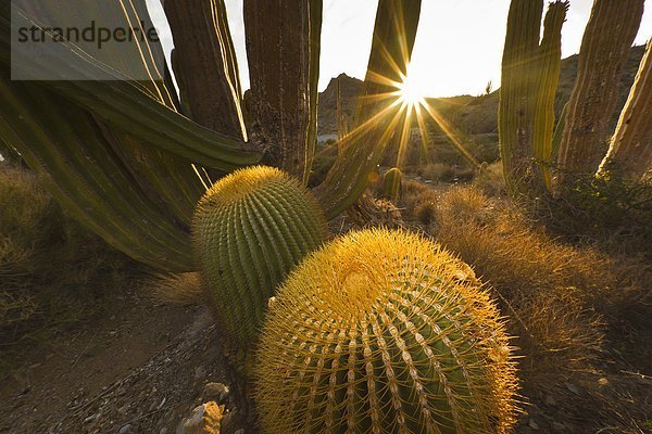 Meer  Nordamerika  Mexiko  Naturvolk  Kaktus  Kalifornien