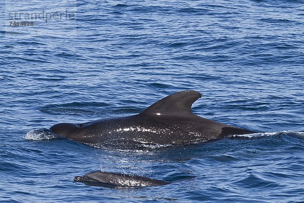 Delphin  Delphinus delphis  Meer  kurz  kurze  kurzes  kurzer  Nordamerika  Mexiko  Pilot  Großer Tümmler  Große  Tursiops truncatus  Kalifornien  Dalbe  Wal