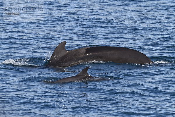 Delphin  Delphinus delphis  Meer  kurz  kurze  kurzes  kurzer  Nordamerika  Mexiko  Pilot  Großer Tümmler  Große  Tursiops truncatus  Kalifornien  Dalbe  Wal