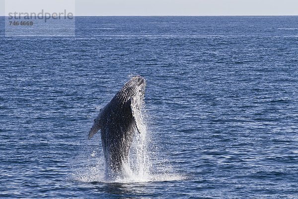 Meer  Nordamerika  Mexiko  Kalb  Kalifornien  Wal