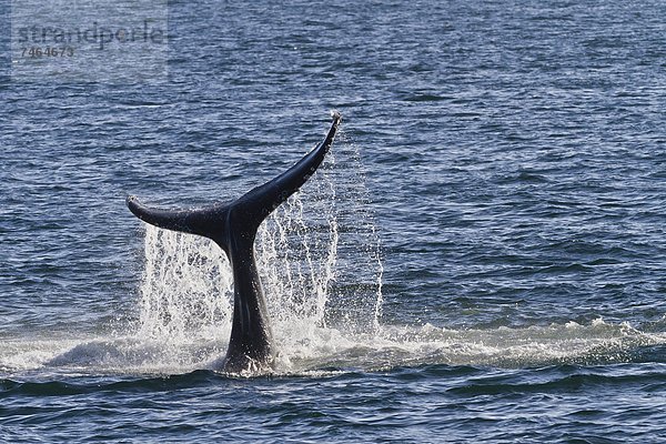 Meer  Nordamerika  Mexiko  schlagen  Kalifornien  Wal