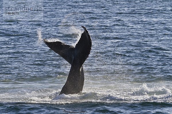 Meer  Nordamerika  Mexiko  schlagen  Kalifornien  Wal
