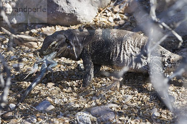 Meer  Nordamerika  Mexiko  Stachel  klein  essen  essend  isst  Schwanz  Tierschwanz  Baja California  Kalifornien  Leguan  Echse