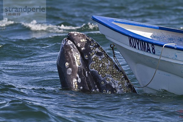nahe grau Boot Nordamerika Mexiko beobachten Kalifornien Wal