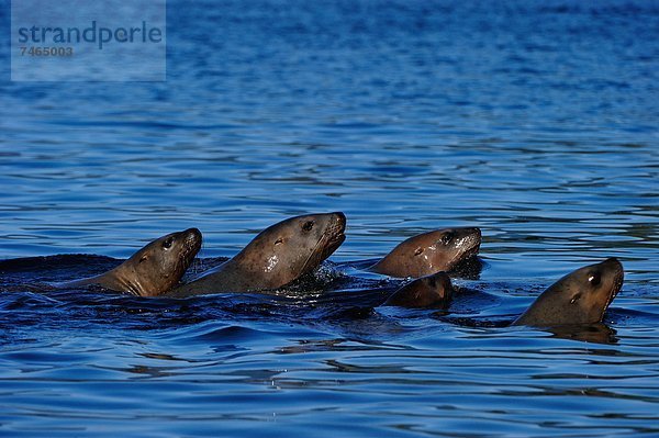 Zusammenhalt Meer Nordamerika Bewegung British Columbia Kanada Great Bear Rainforest