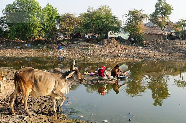 gebraucht  Wasser  waschen  Teich  Rind  Schiff  Ruhe  Asien  Indien