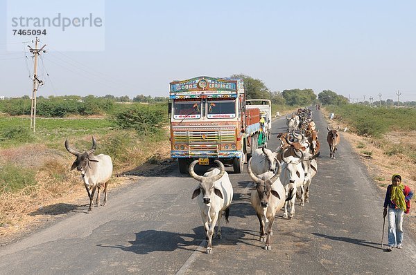Hausrind  Hausrinder  Kuh  Sperre  Bundesstraße  Asien  Indien  Straßenverkehr